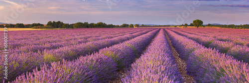 Fotografia Sunrise over fields of lavender in the Provence, France
