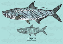 Tarpon. Vector Illustration For Artwork In Small Sizes. Suitable For Graphic And Packaging Design, Educational Examples, Web, Etc.