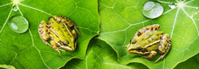 Rana Esculenta - Common European Green Frog On A Dewy Leaf
