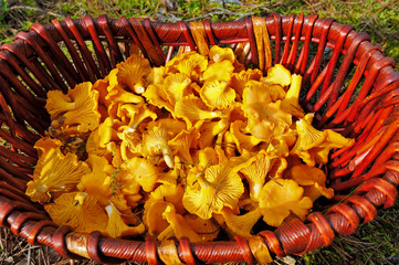 Wall Mural - mushrooms Chanterelle in wicker basket