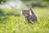 Fototapeta Koty - Funny cat standing in green grass