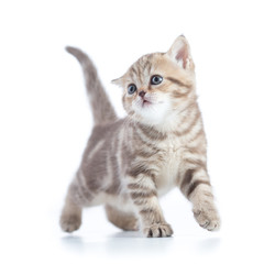 Wall Mural - Young funny cat walking front view isolated