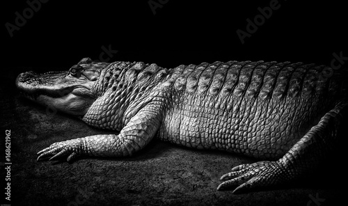 Plakat aligator czarny i biały aligator