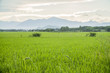rice field in Vietnam 