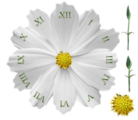 Wall Mural - isolated on white flower clock constructor designer with clock hands and central screw. floral watch