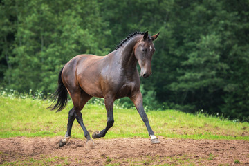 Beautiful bay horse running on the pasture