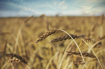 Big golden ears of wheat on the field in sunlight