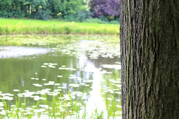 Sticker - An Image of a tree with a lake in the background