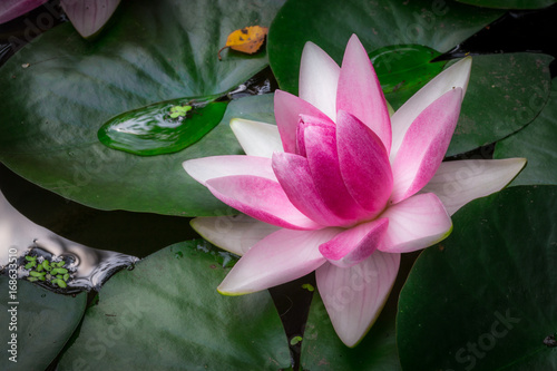 Zdjęcie XXL lilia wodna w różowo-białej gwieździe na tle zielonych liści