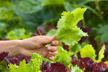 Wall Mural - hand picking lettuce