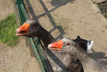 Hungry Geese In The Zoo