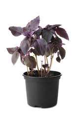 Wall Mural - Red basil in pot on white background