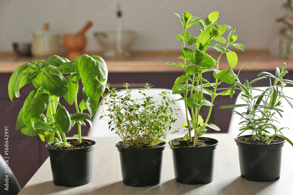 Pots with basil, thyme, rosemary and mint on table