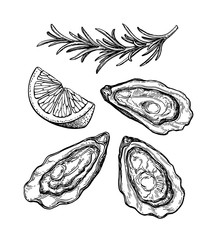 Wall Mural - Oysters ink sketch.
