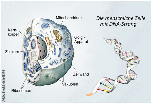 Menschliche Zelle Mit Dna Buy This Stock Illustration And Explore Similar Illustrations At Adobe Stock Adobe Stock