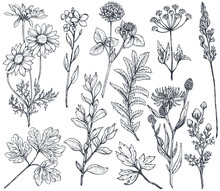 Hand Drawn Flowers And Herbs Vector Set