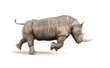 Rhino on white background