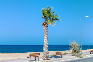 Wall Mural - Palm tree on the sea shore, Greece