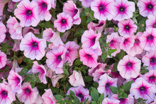 Background Of Purple White  Petunia Flowers (Petunia Hybrida). Natural Background.