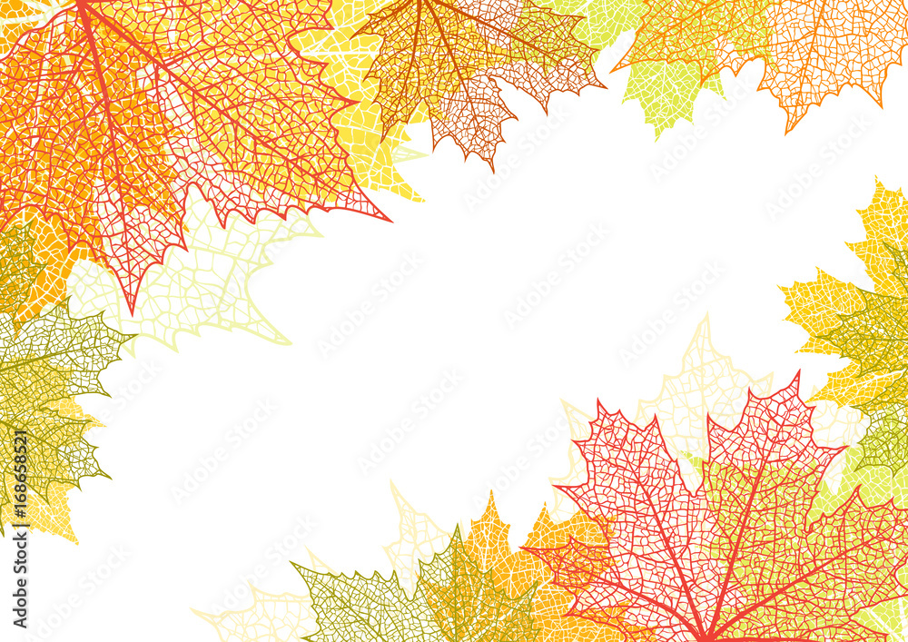 Autumn background and leaves of a maple - obrazy, fototapety, plakaty 