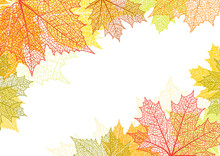 Autumn Background And Leaves Of A Maple
