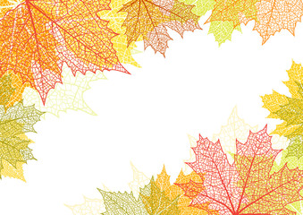 autumn background and leaves of a maple
