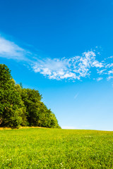 Poster - Beautiful summer scene with green meadow