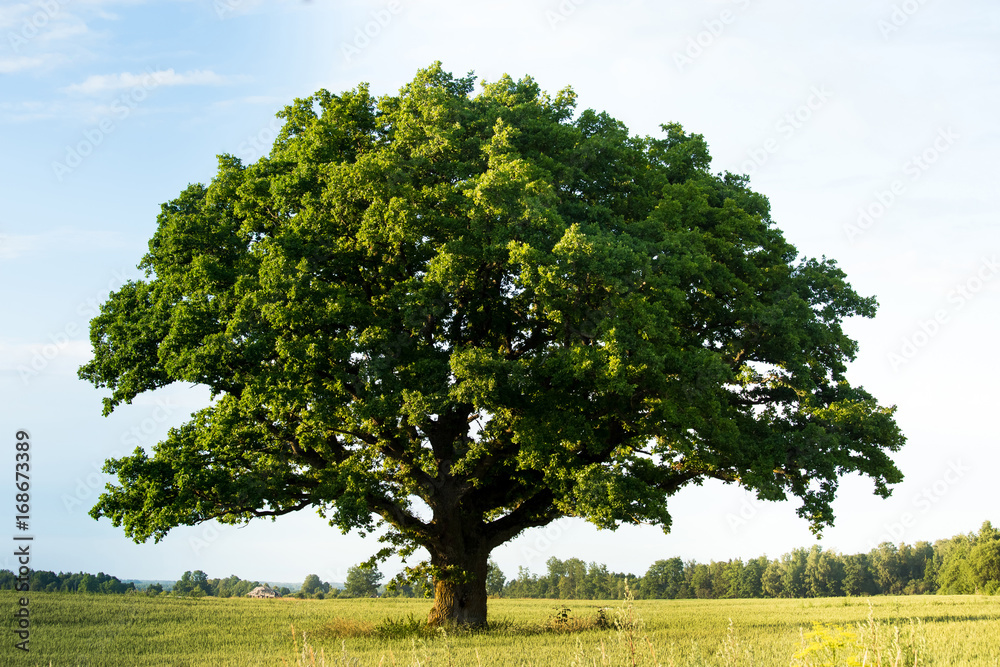 Lonely green oak tree in the field - obrazy, fototapety, plakaty 