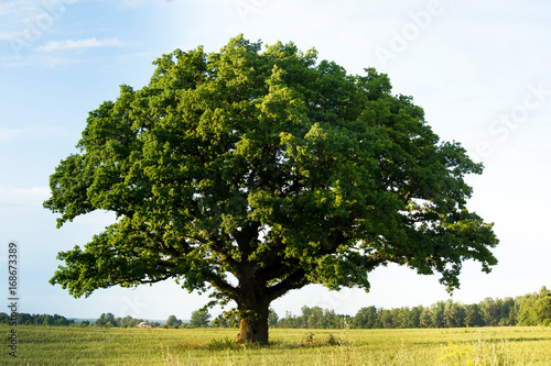 Fotomural Lonely green oak tree in the field