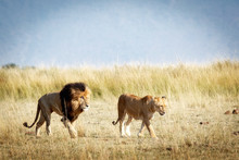 Lion And Lioness Walking Throgh Kenya
