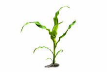 Young Green Corn Plant Isolated On White Background