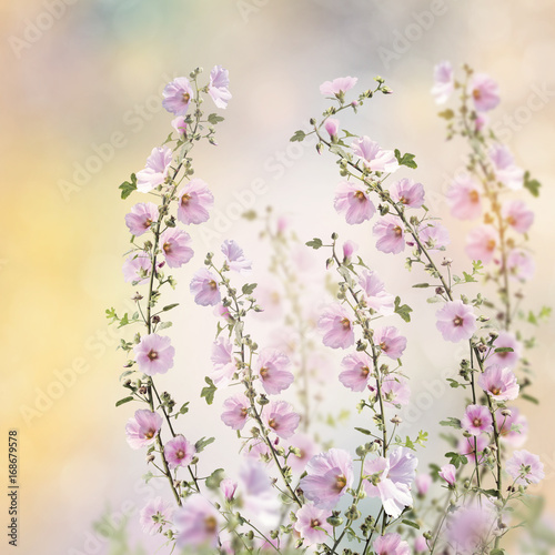 Pink hollyhock flowers