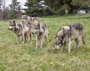  Wolf Pack in a Meadow