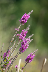 Vervain 2