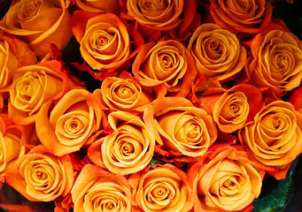 Fotomurales - close up on fresh orange rose 