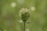 Fototapeta Dmuchawce - Wilde Möhre - Daucus carota - Blüte kurz vor dem Aufblühen