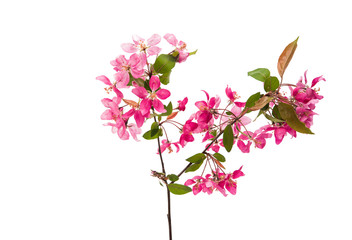 Sticker - Pink flowers of apple-tree isolated