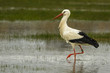European stork wading through flooding