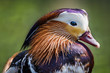 Portrait of a mandarin duck