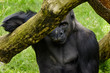 Gorilla der hinter einem Ast sitzt, auf dem er sich aufstützt
