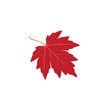 red maple autum leaf
