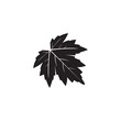 silhouette maple autum leaf