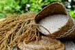 sheaf of rice and paddy grain