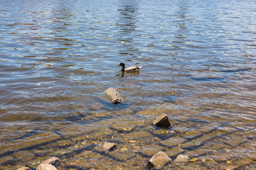 Wall Mural - Birds and animals in wildlife. Funny mallard duck swims in lake or river with blue water.