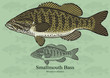 Smallmouth Bass. Vector illustration for artwork in small sizes. Suitable for graphic and packaging design, educational examples, web, etc.