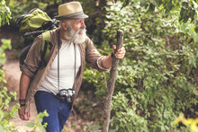 Senior Male Hiker Walking With Backpack In The Wood