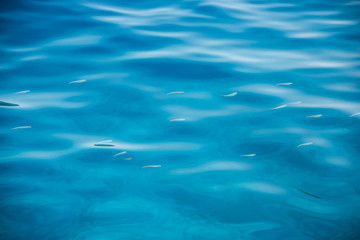 Water Blue Reflection and Fishes