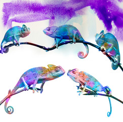 Wall Mural - chameleons -  on a branch and colors