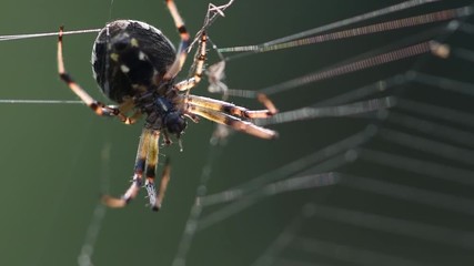 Spider hunting bee at sunrise 