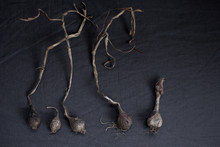 Withered Onion Bulbs. Organic, Vegetable, Root, Dry.